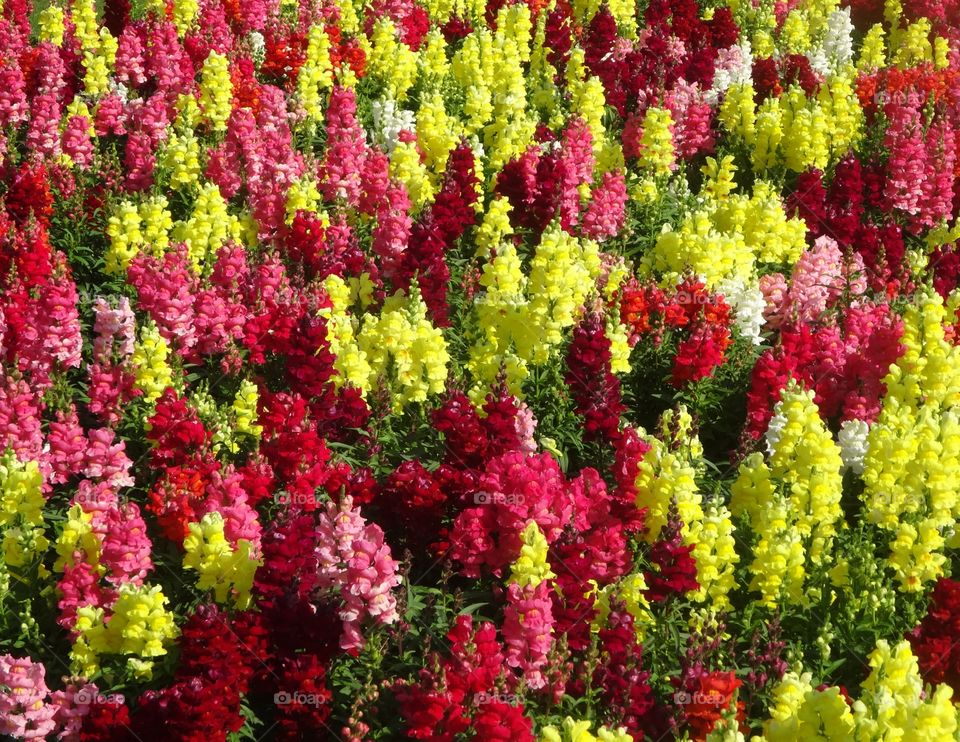 parterre de fleurs devant la grande mosquée d'Oman