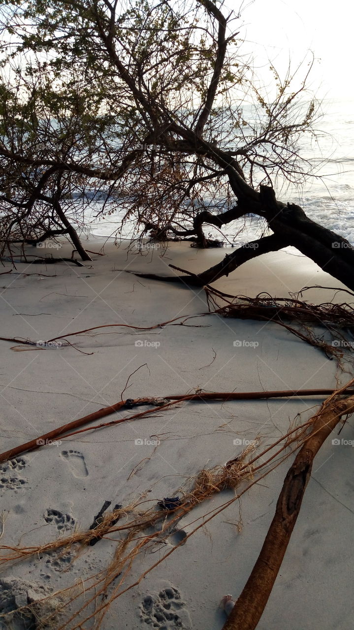 beautiful tree,Beach side