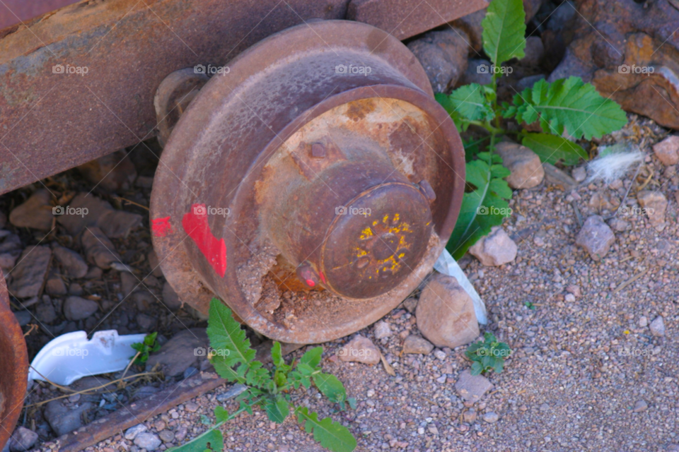 phoenix arizona plants wheel mountain by cmosphotos