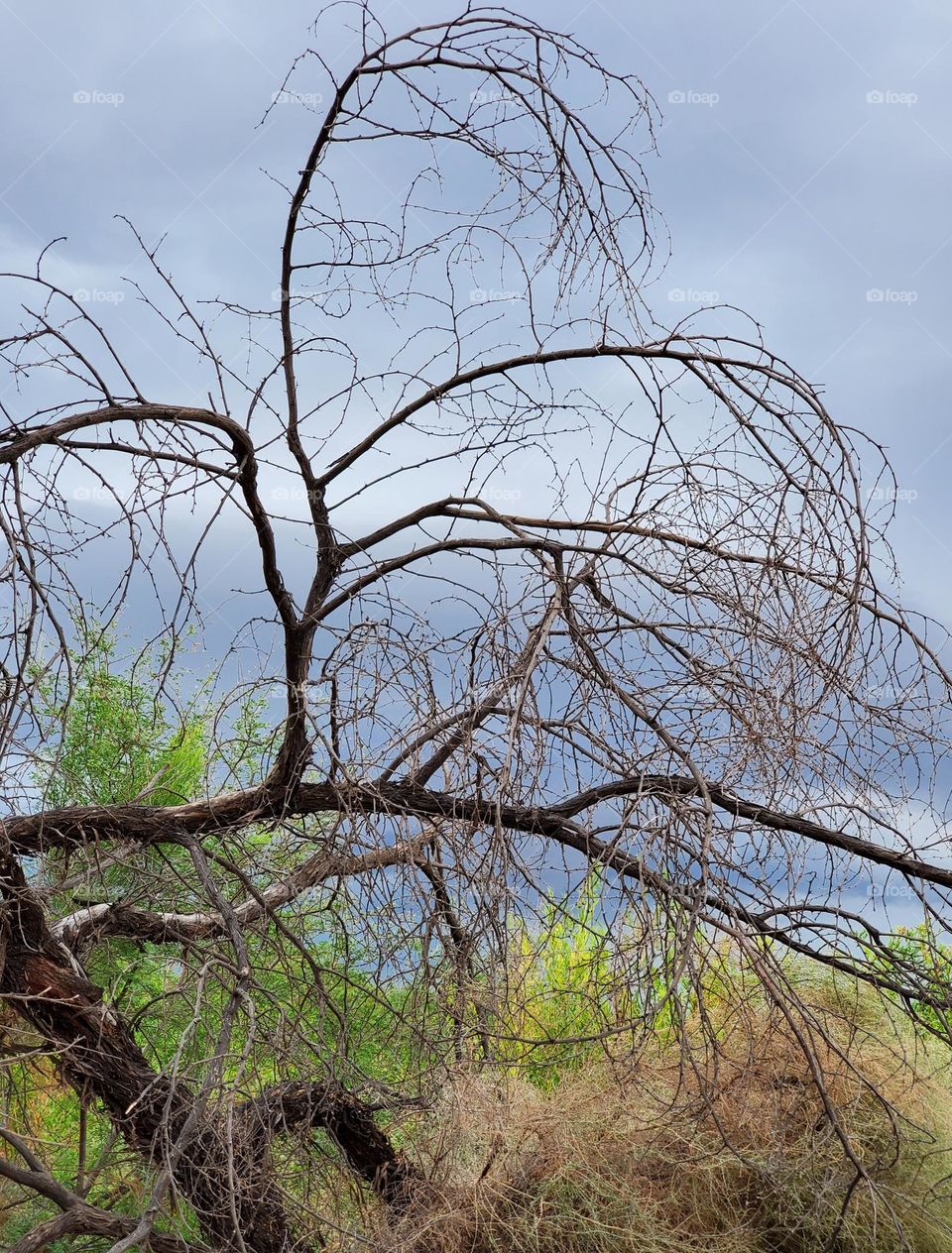 Dead Tree Against Stormy Skies