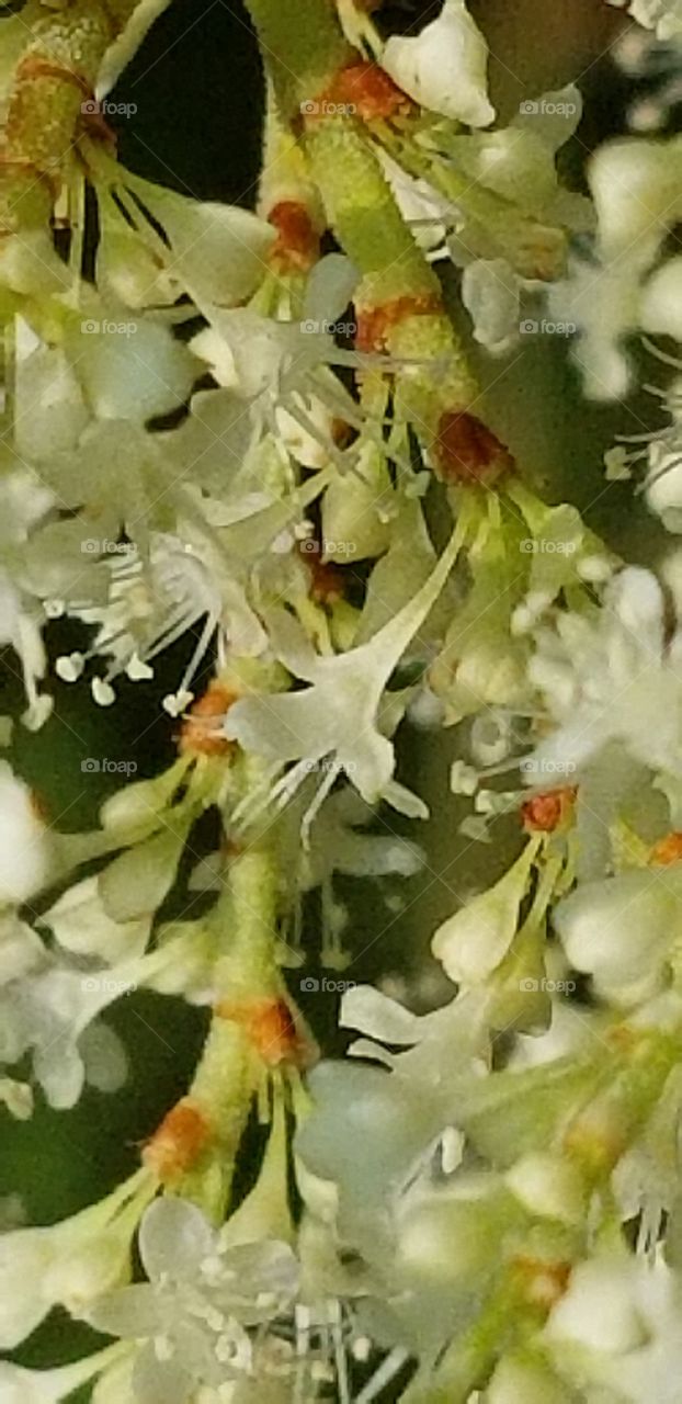 close up of Japanese knotweed flowers