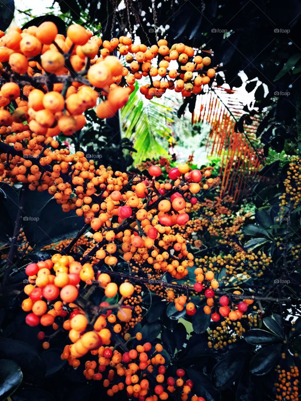 Maduras e adocicadas, esperando pelos passaros coloridos.