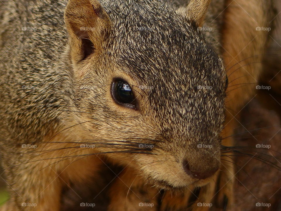 Close up squirrel portrait 