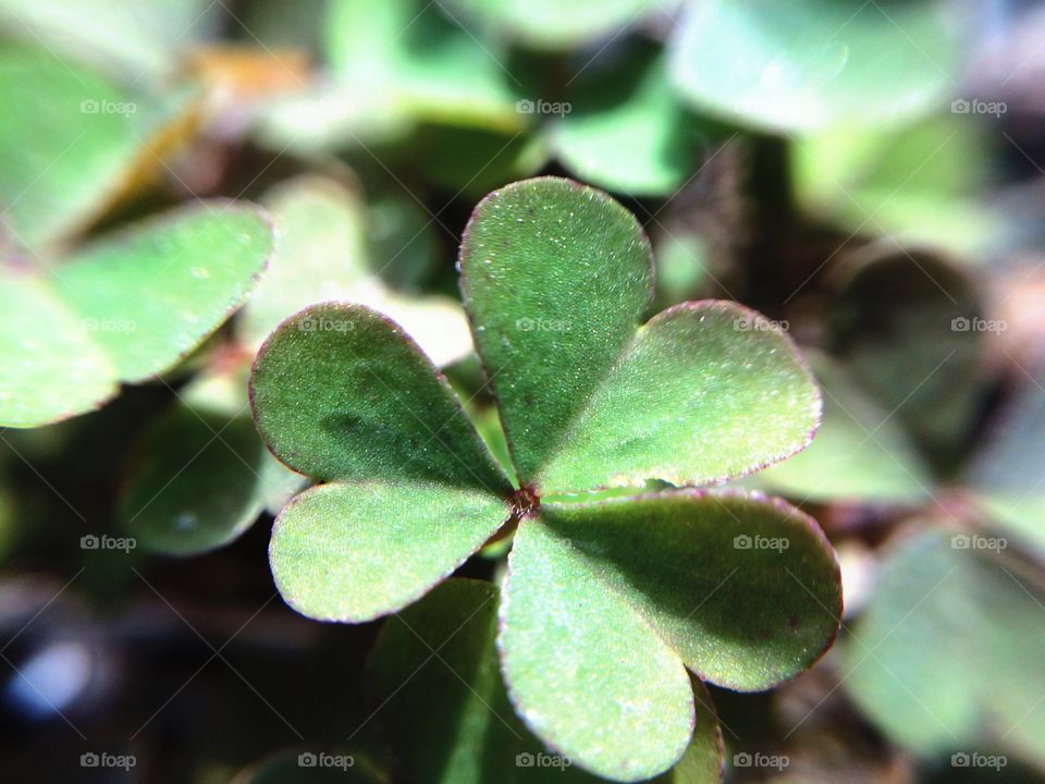 Clover. I bet no one has ever stopped to really look at the details on a normal clover because look for the ones with 4 leaves.