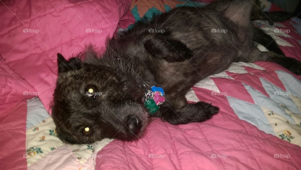 Black dog on blanket