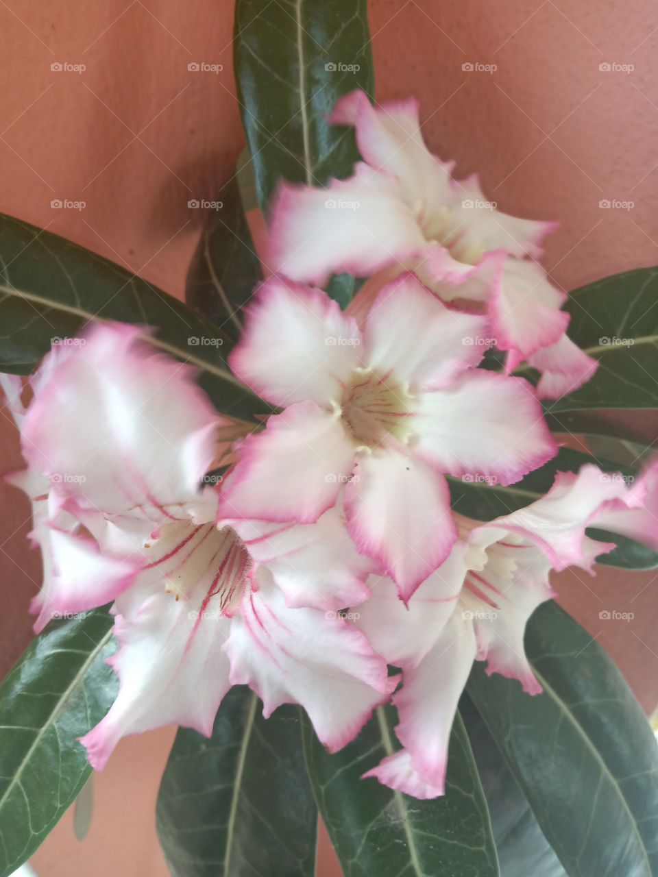 jamaican dessert rose