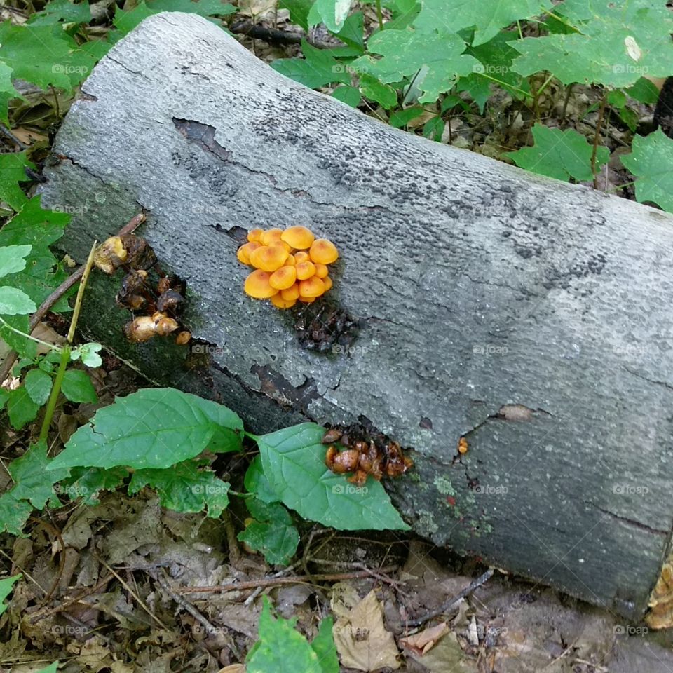 Orange Fungi On Fallen Tree