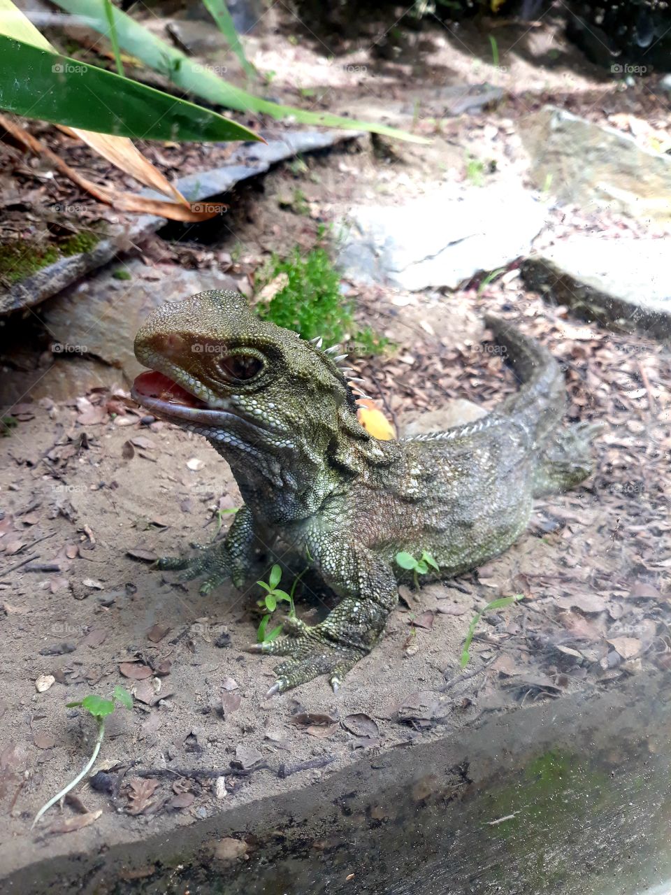 Tuatara