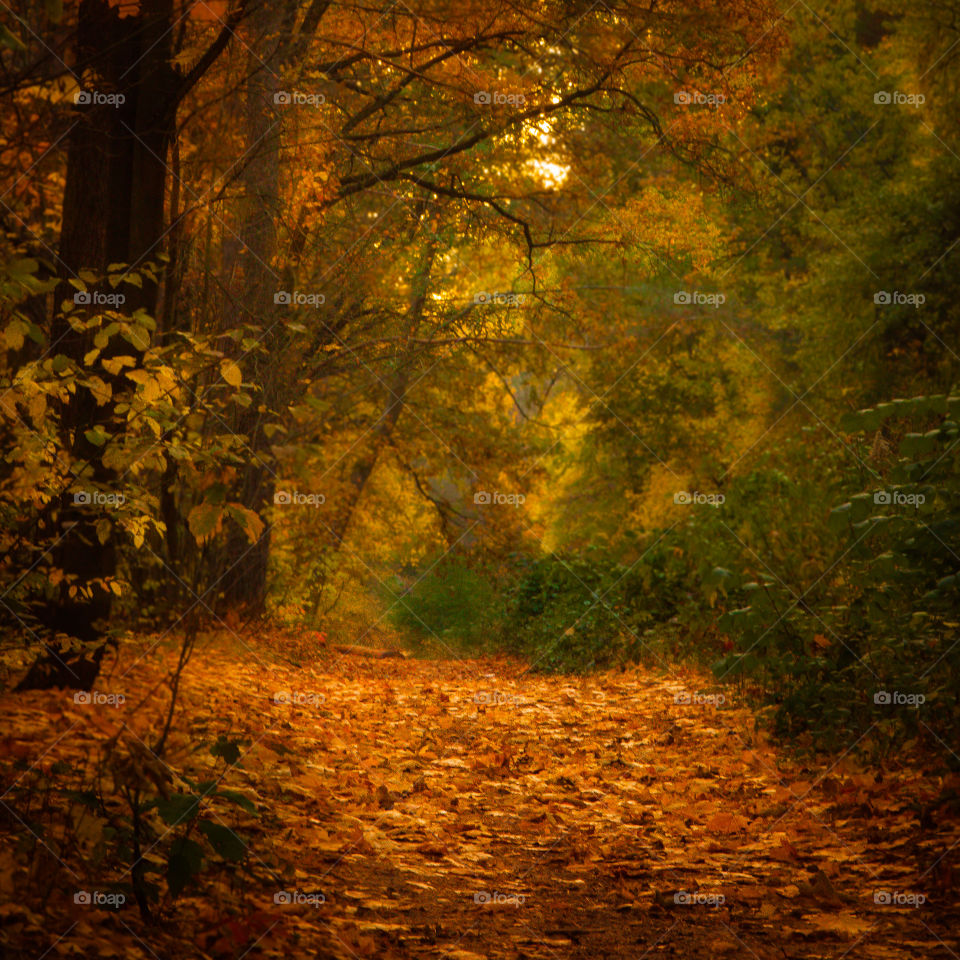 fabulous autumn forest