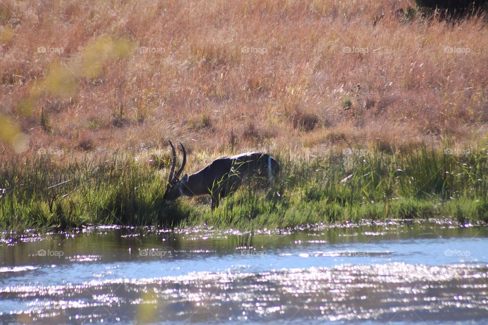 Waterbuck grazing on the side of the river