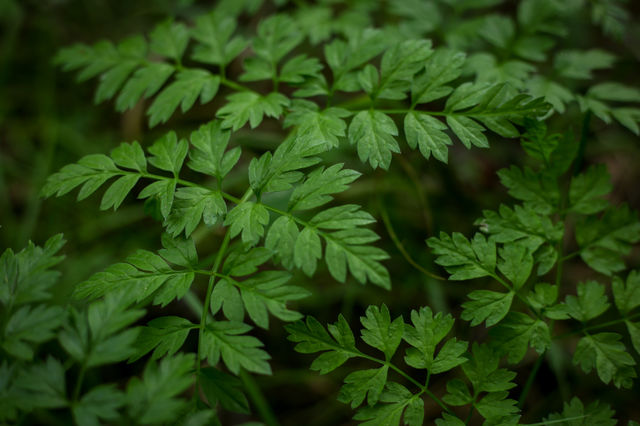 Portrait of a plant 