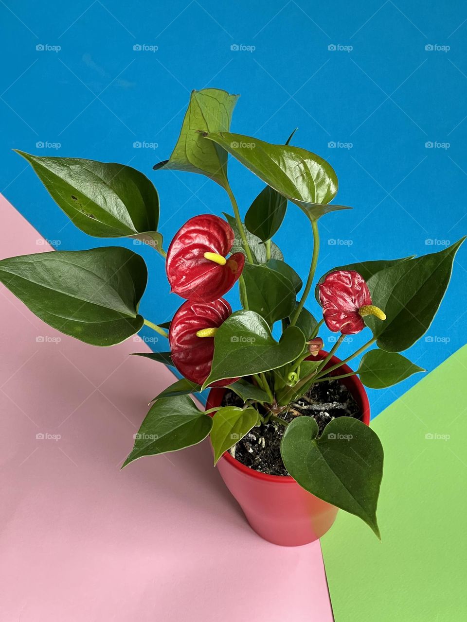 Beautiful red flowers in pot