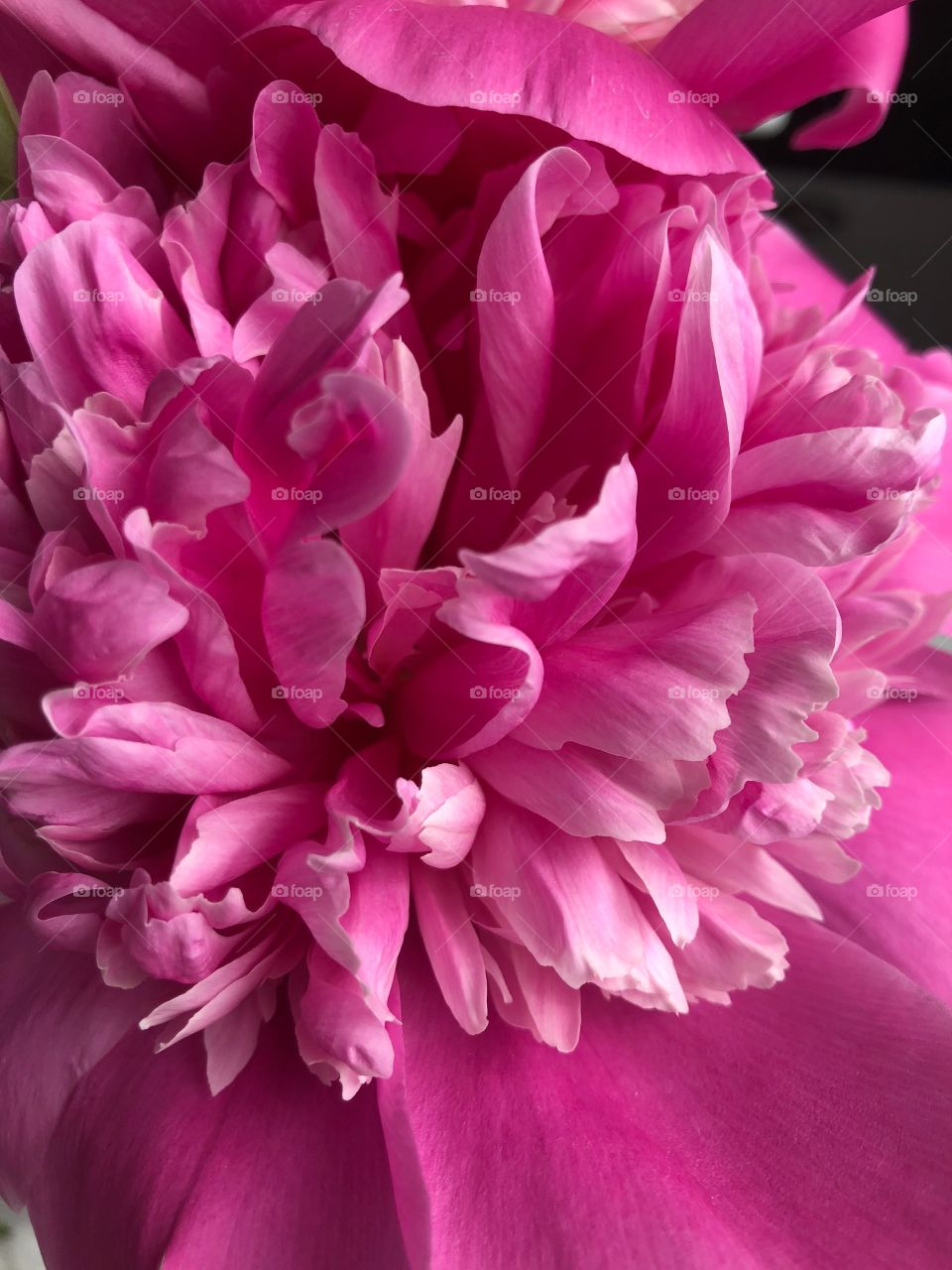 peony