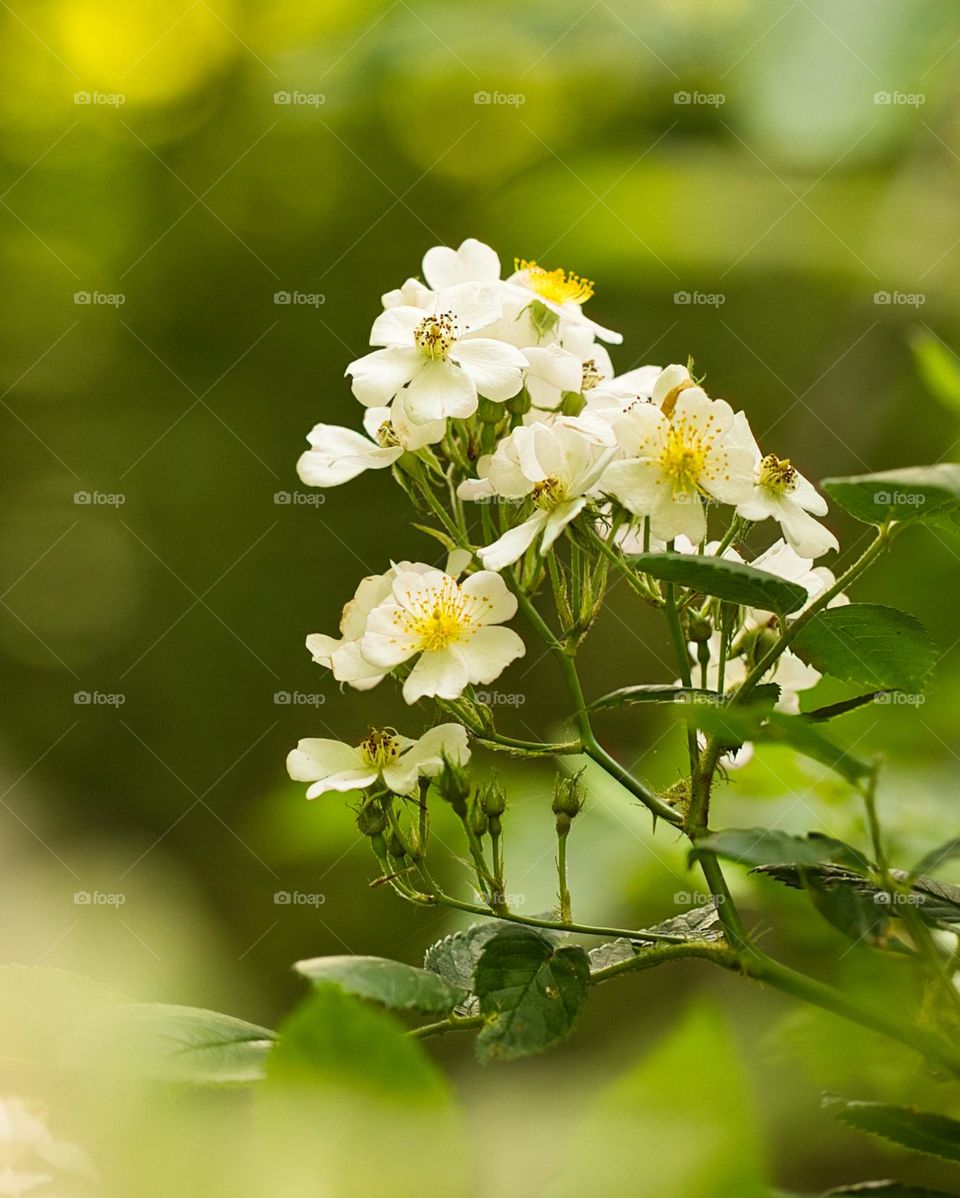 Multiflora rose