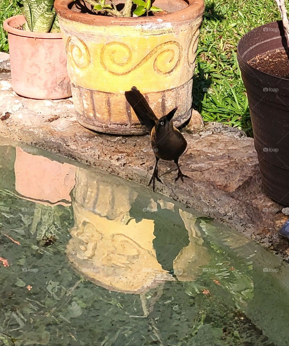 pájaro en ciudad