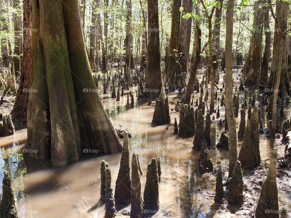 Congaree marsh