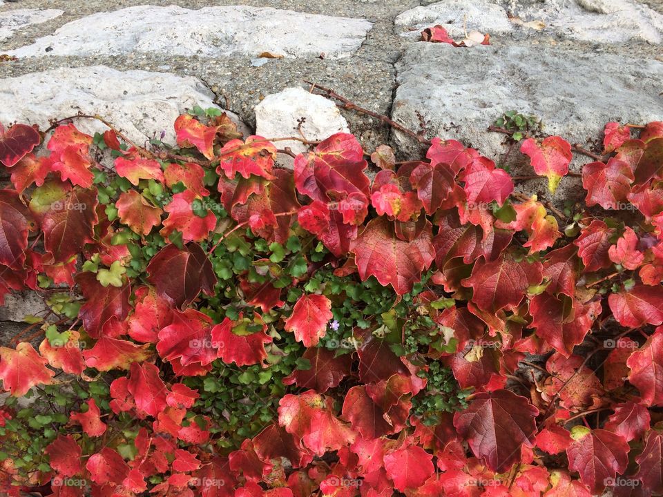 Autumn colors of plants climbing on wall