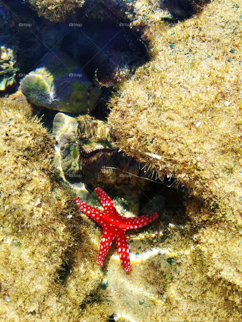 sell your first photo on foap