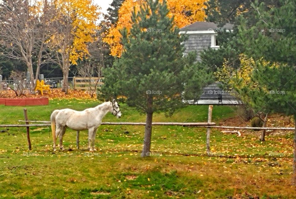 Horse in Fall Colors