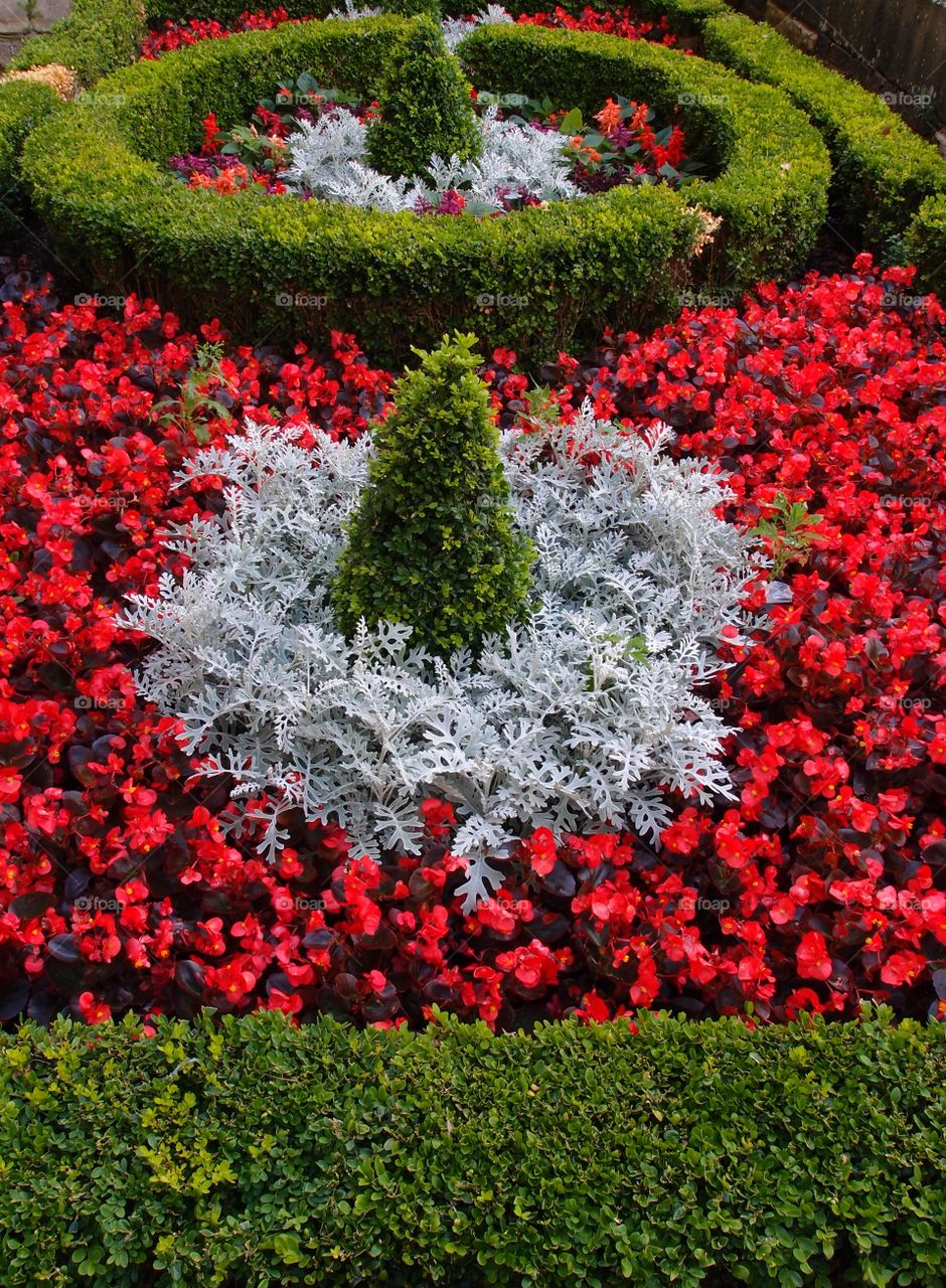 A unique and beautifully landscaped garden area with shaped hedges and trees and red flowers surrounding white shrubs on a summer day. 