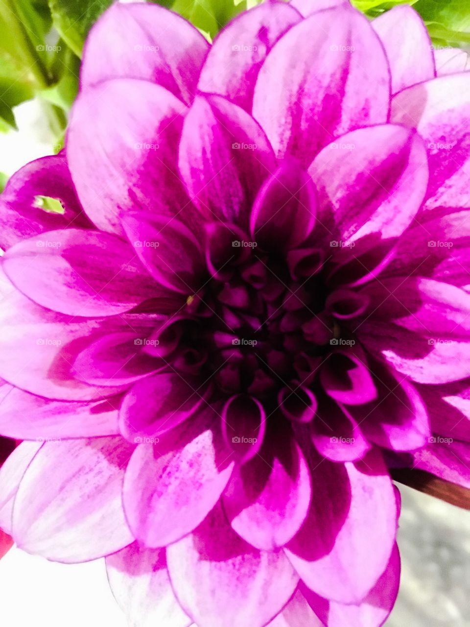 Dahlia 