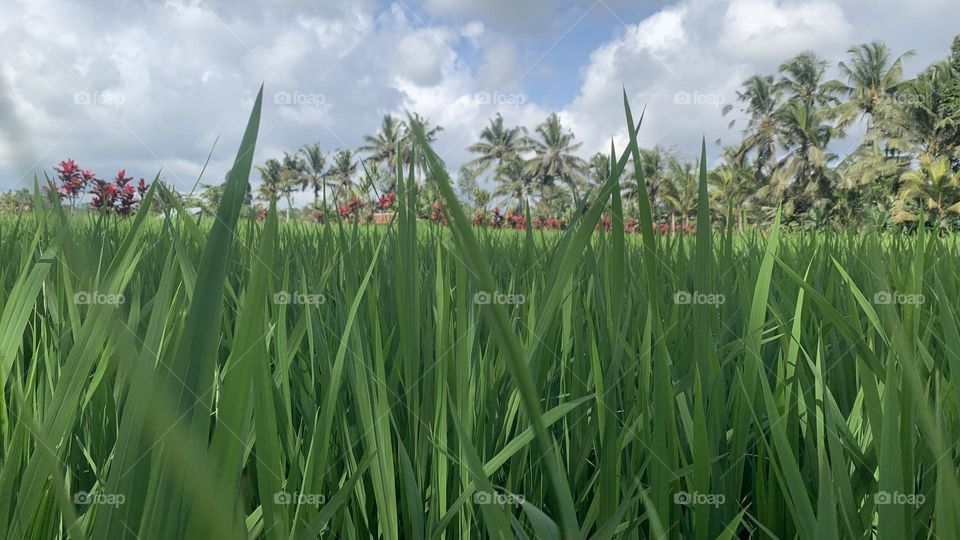 Rice field panorama images