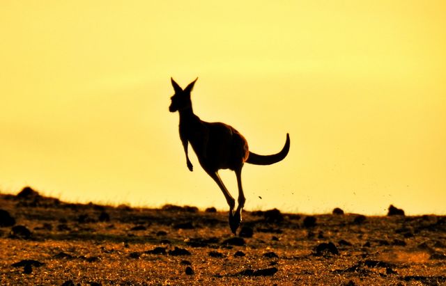 Silhouette of kangaroo during sunset