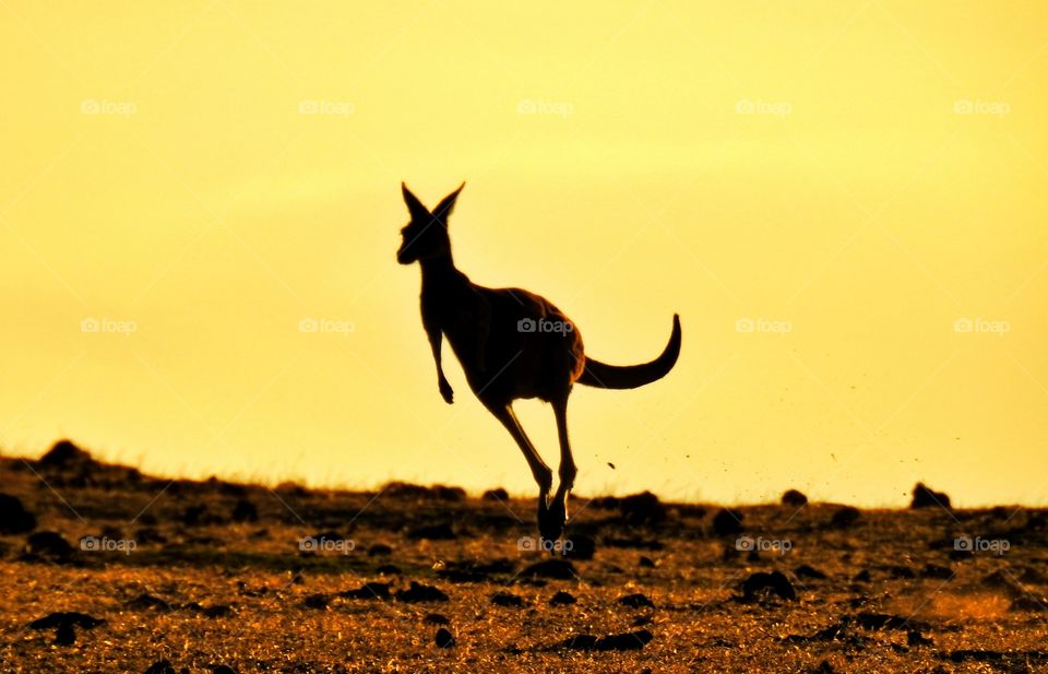 Silhouette of kangaroo during sunset