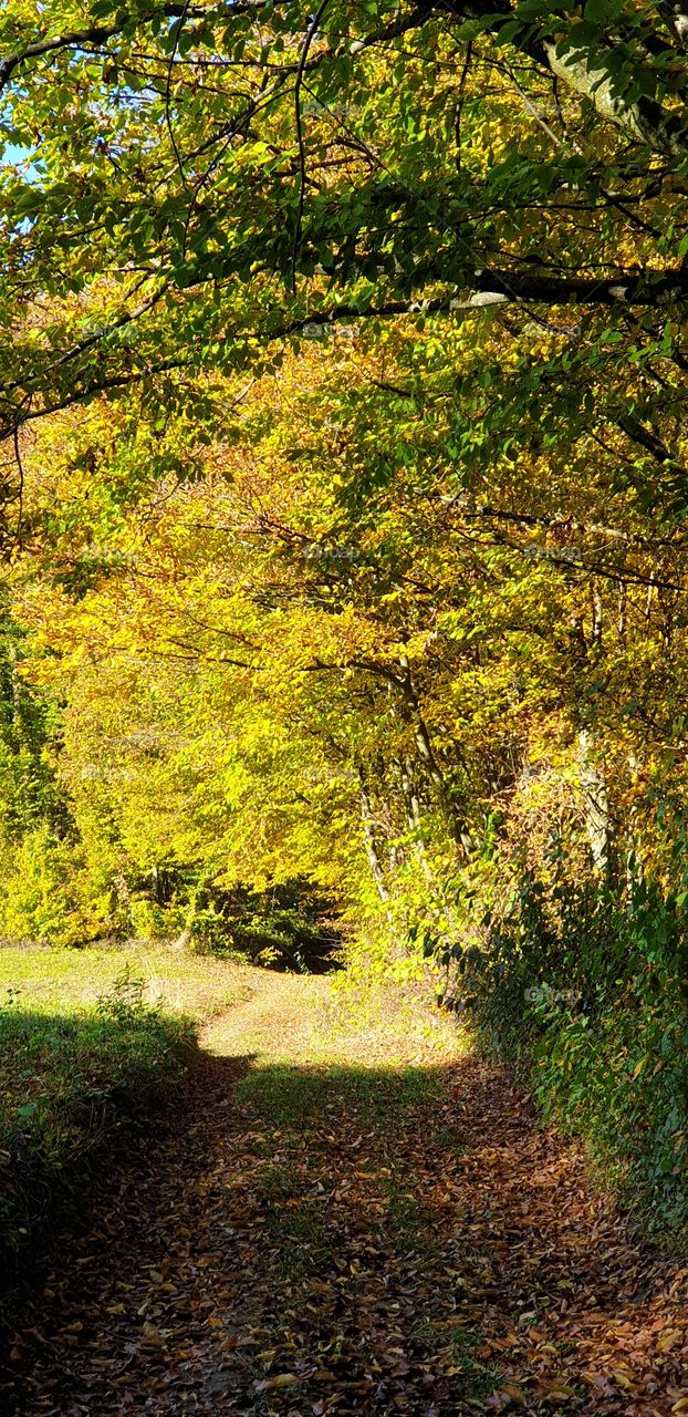 autumn in the forest