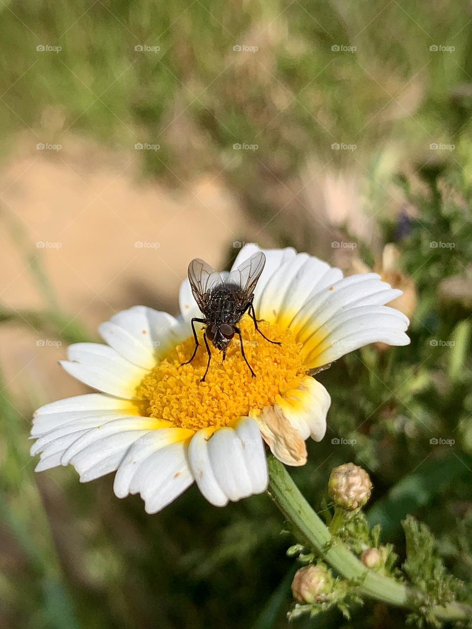 Fly on a flower 