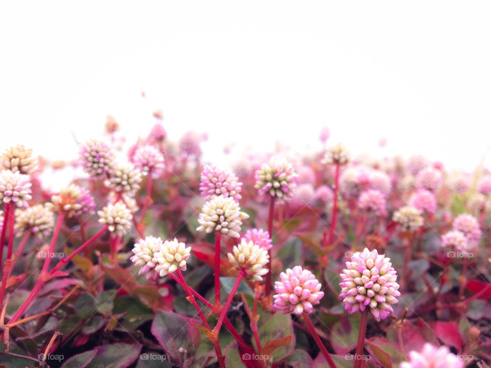 Close-up of pink flower