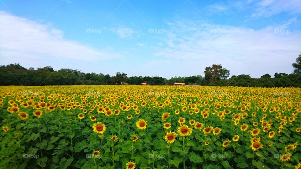 Sunflower field