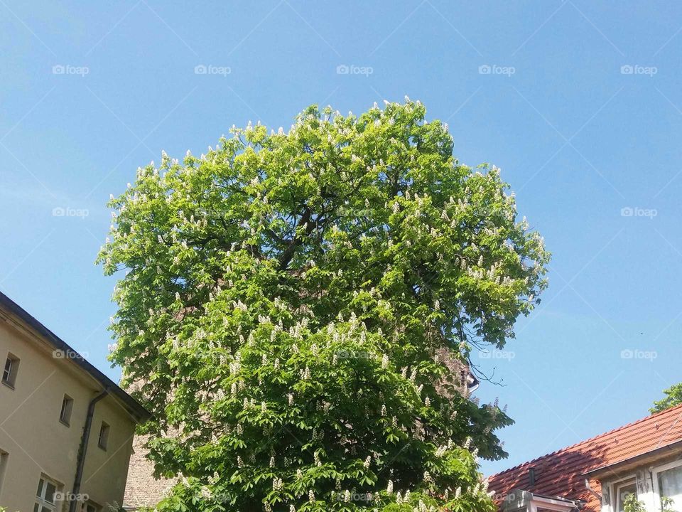 blossoming chestnut tree amid houses