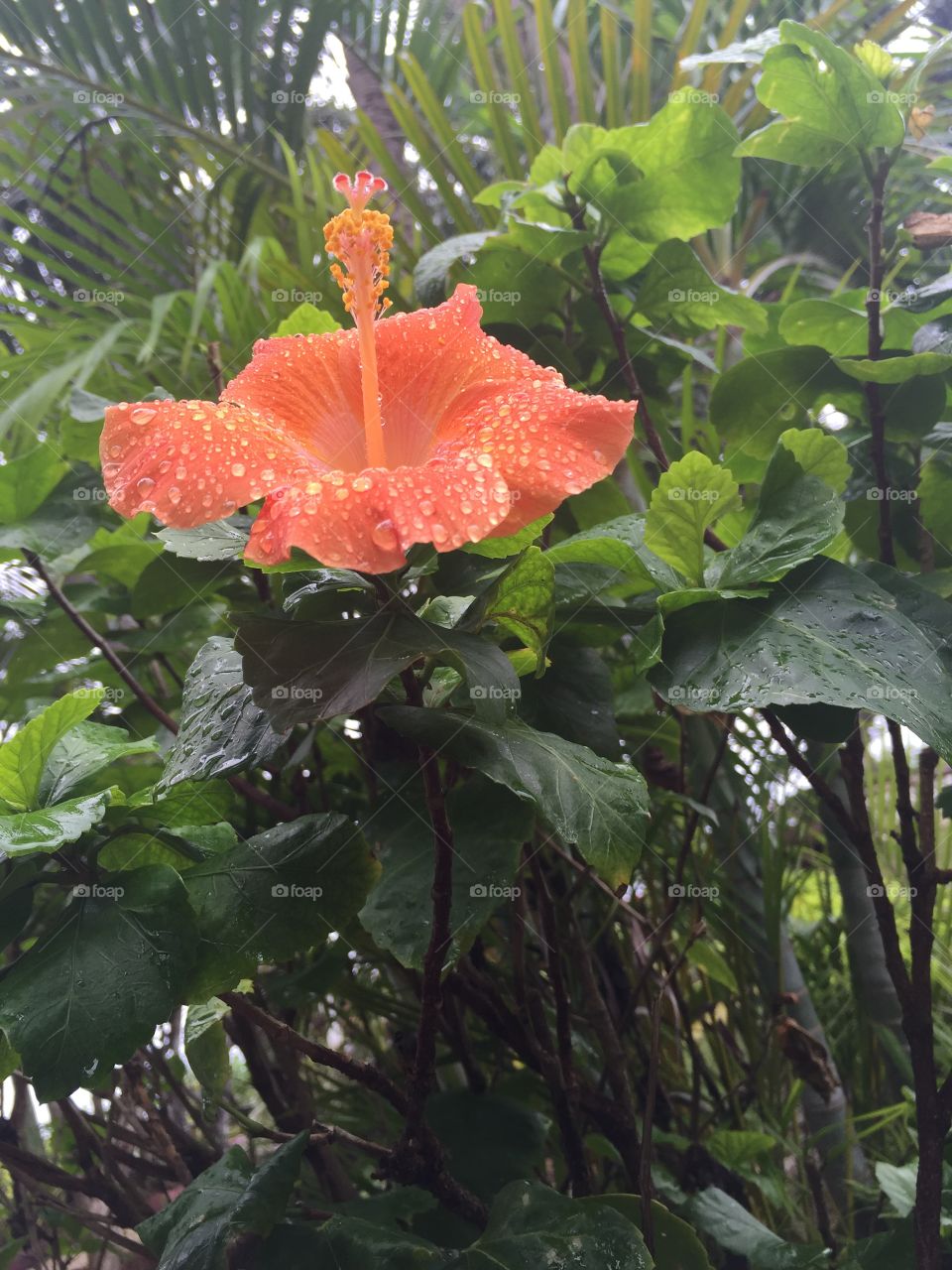 Hawaii rose, flower, raindrops
