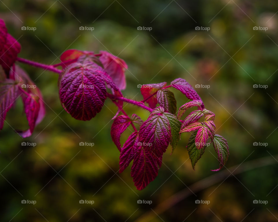 magenta leaves on an overcast day