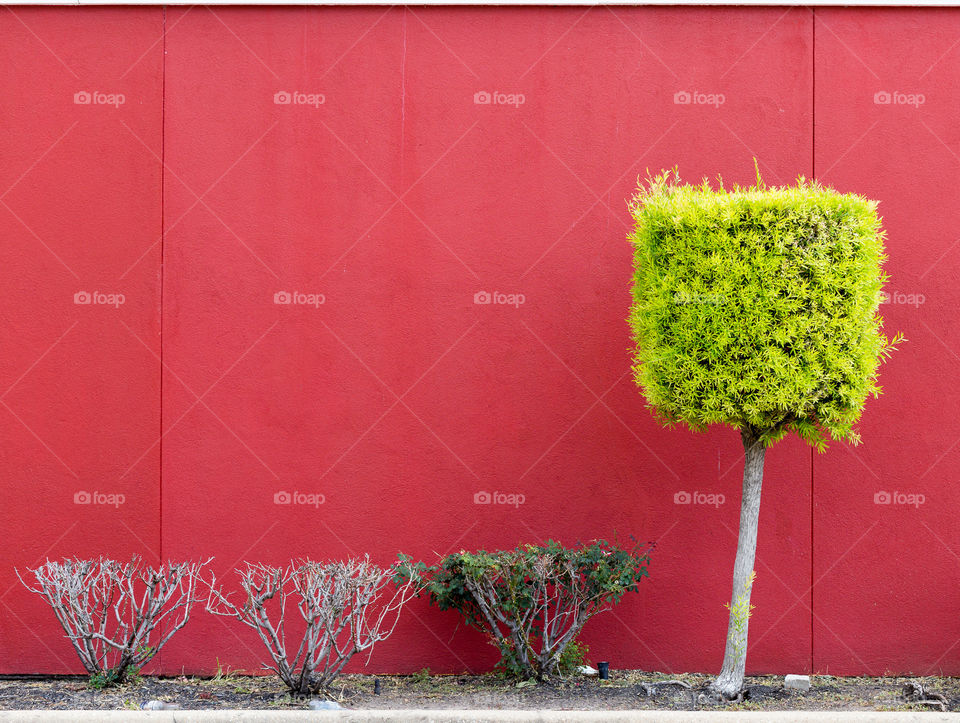 Green tree red wall