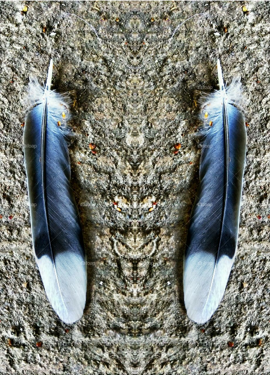 two feathers of the same bird. feather. Double. Bird. Abstract. Art.