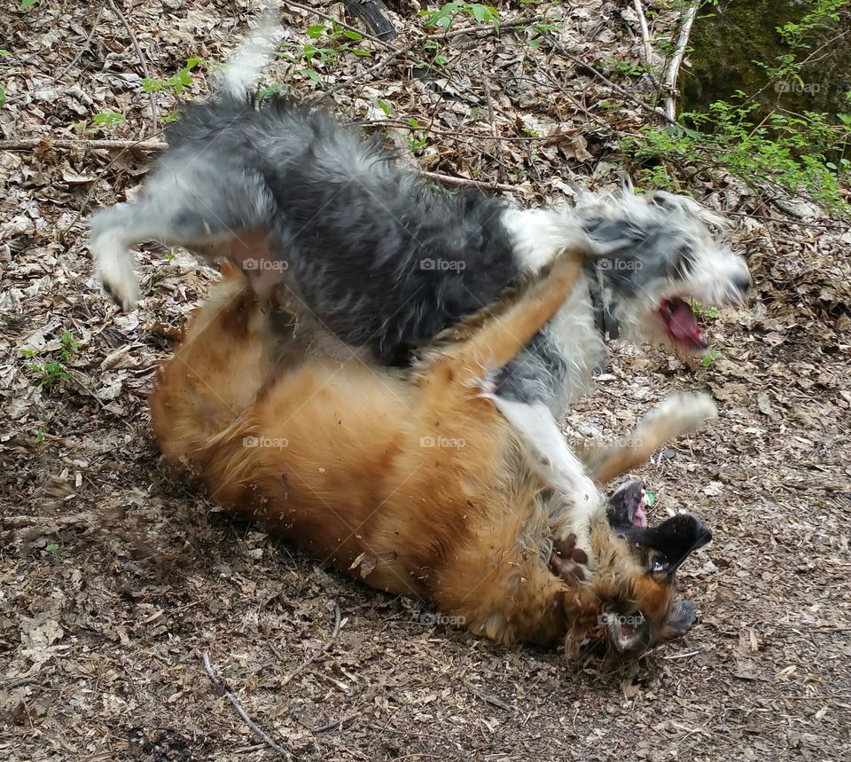 dogs rough housing . my dog and my friends dog playing 