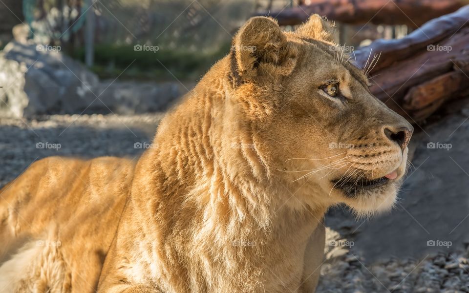 Close up of lioness