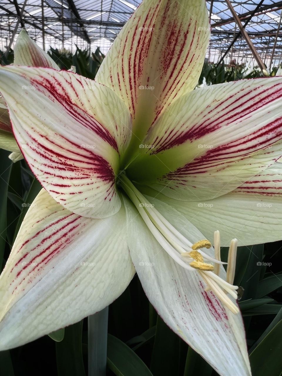 Amaryllis