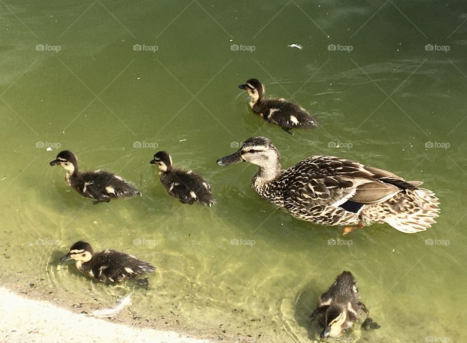 Mother duck and ducklings 
