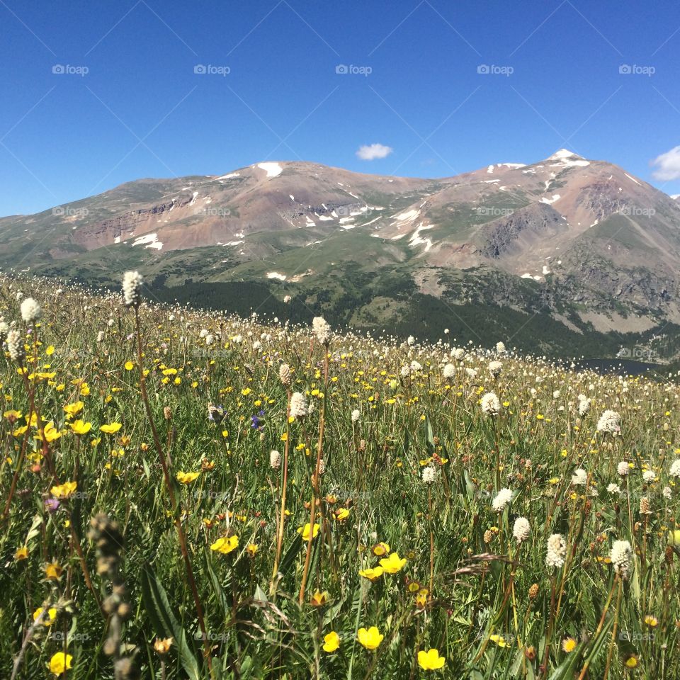 Hiking in the wildflowers in Colorado mountains