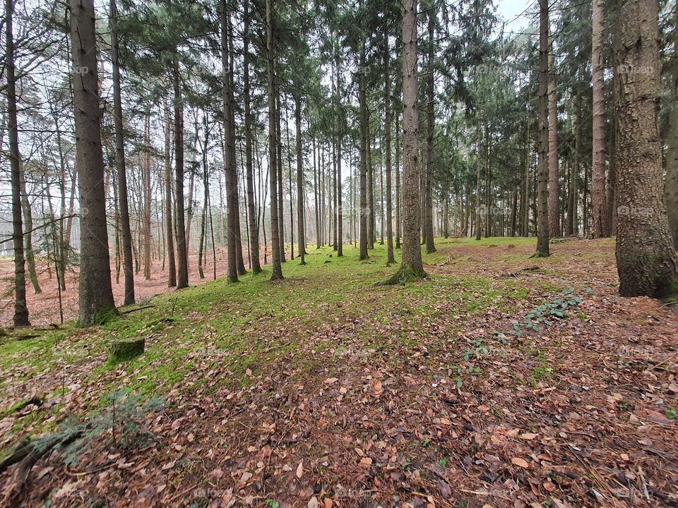 Kiefernwald