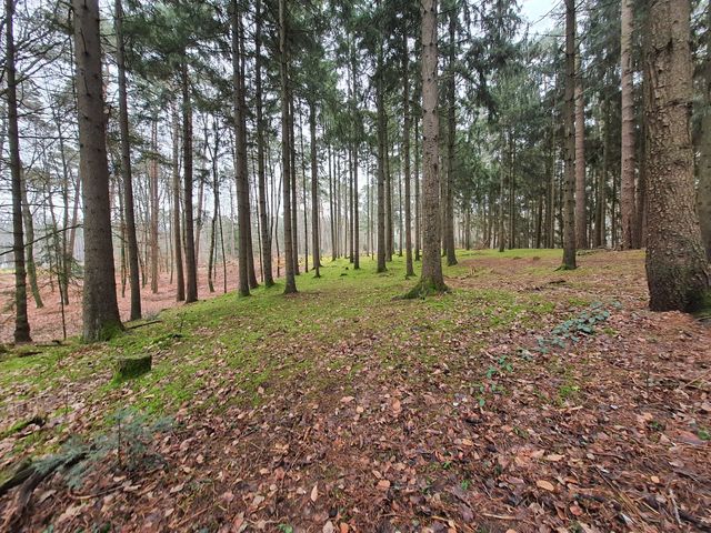 Kiefernwald