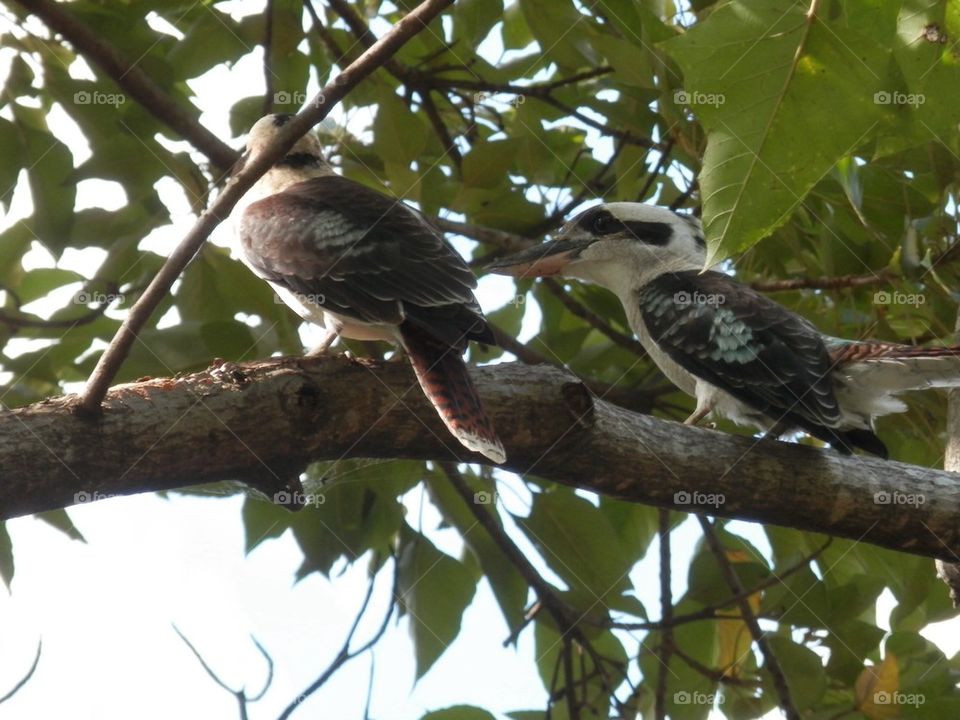 Kookaburras