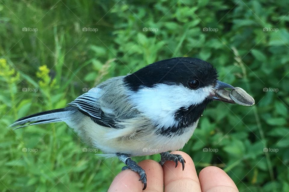 Hungry chickadee eating 2 seeds 