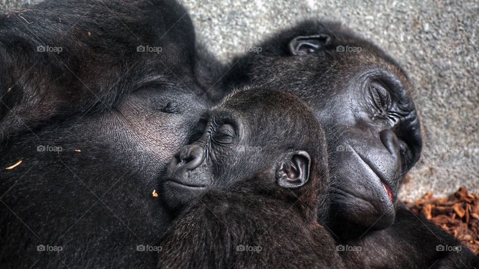 Baby chimpanzee sleeping at his mother's chest