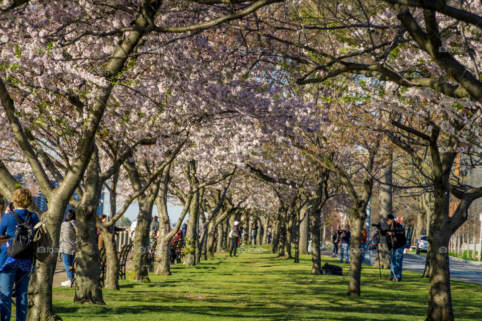 spring new york