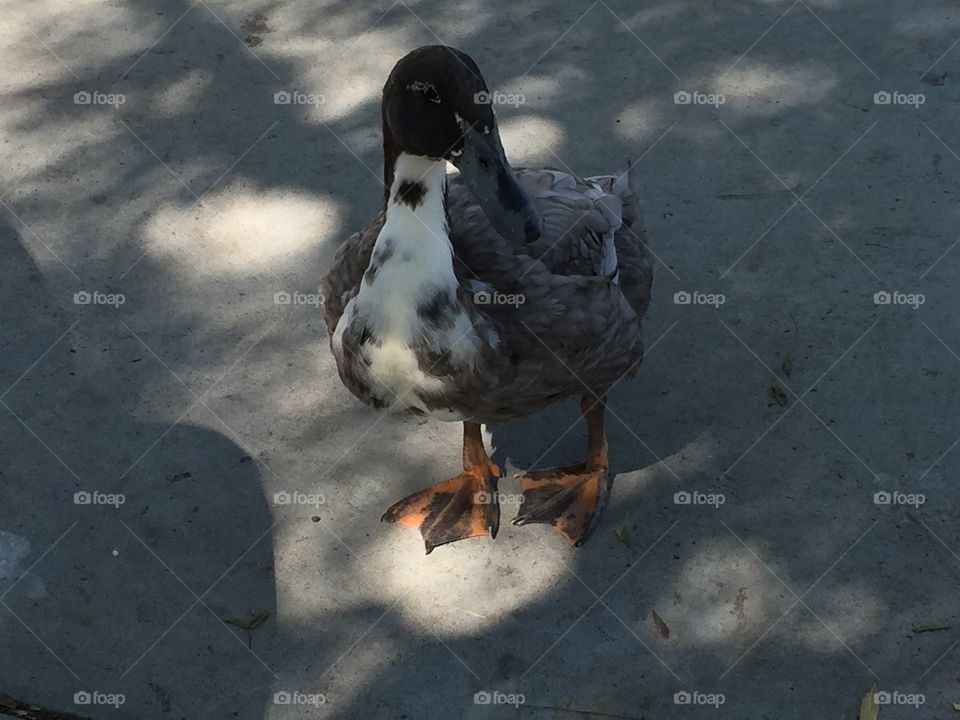 Portrait of duck