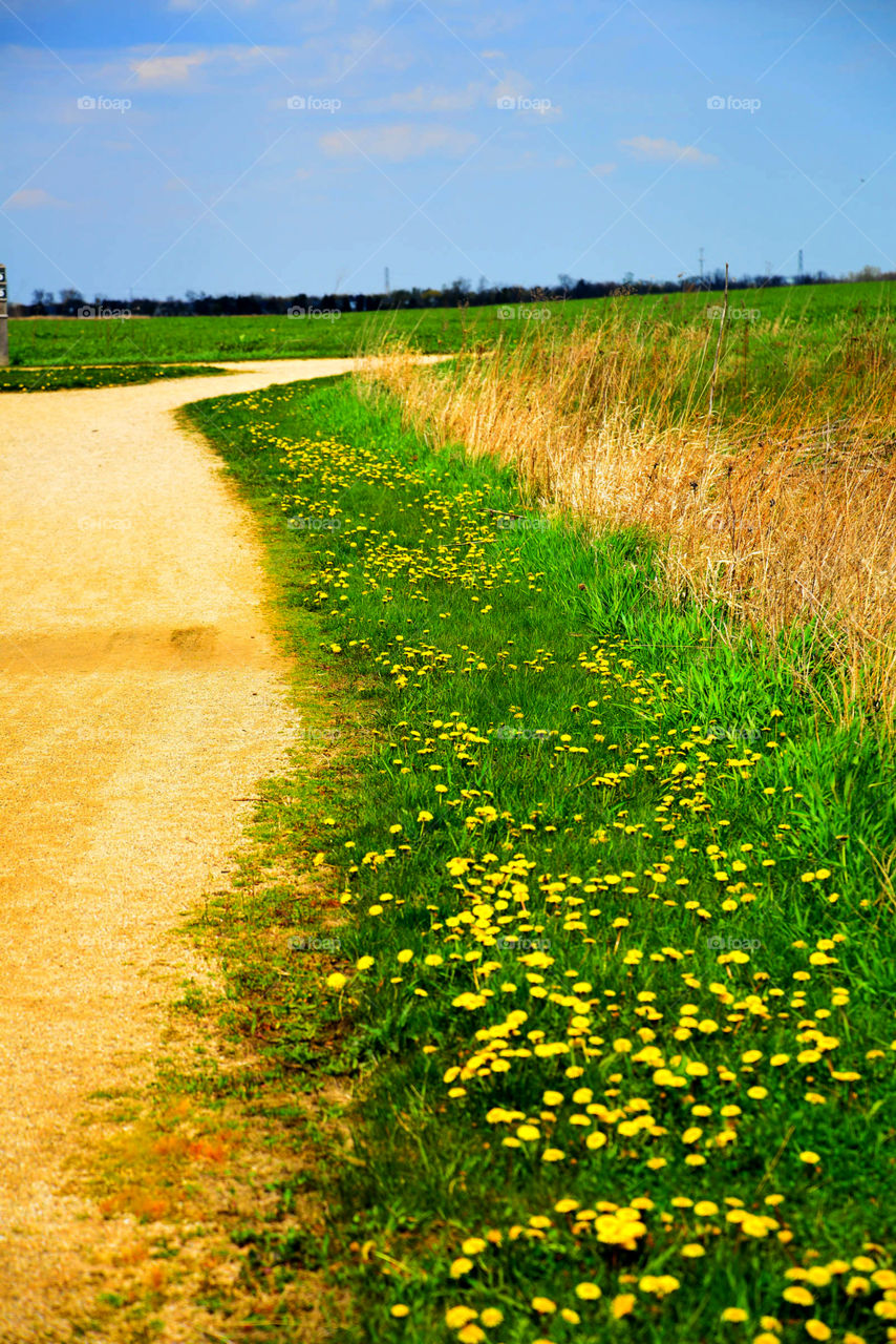 Dandelions. A trail of dandelions off a jogging path at Rollins Savanna Forest Preserve